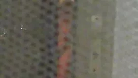 Un pulcini andare vi ...